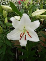 [4284 Premium Blond VWS No02.JPG]